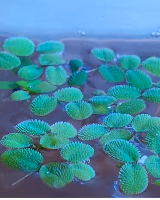  Salvinia Minima Pianta Galleggiante