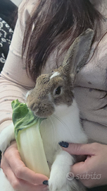 Conigli maschi 20 l'uno