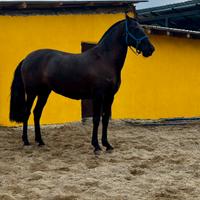 Cavalla andalusa p.r.e