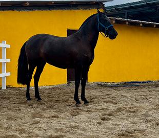 Cavalla andalusa p.r.e