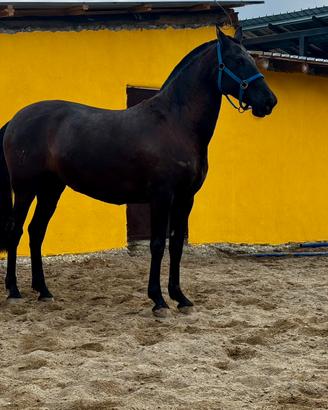 Cavalla andalusa p.r.e