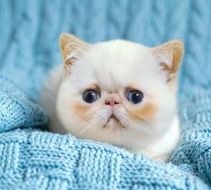 Gattino exotic shorthair occhi blu