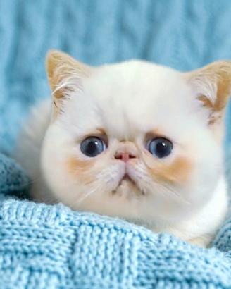 Gattino exotic shorthair occhi blu