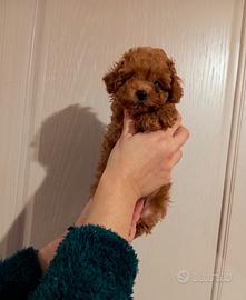 Cucciolo Barboncino Toy