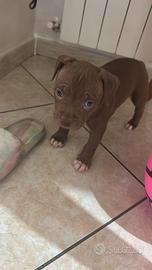 Pitbull
