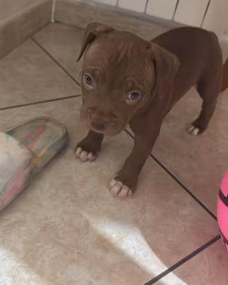 Pitbull