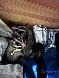 Petauro dello zucchero con voliera