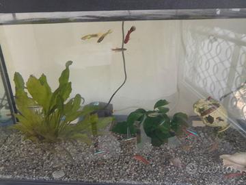 Acquario avviato