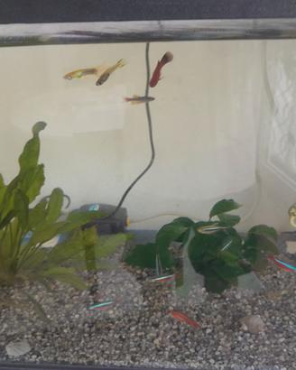 Acquario avviato