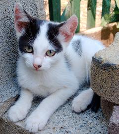 Piccolo gattino maschio
