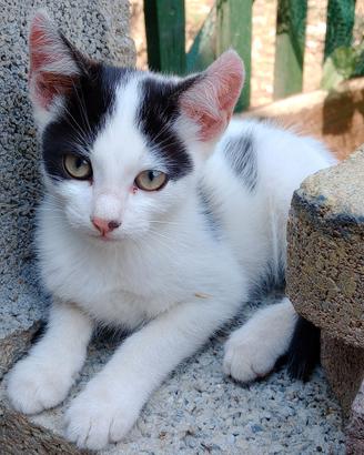 Piccolo gattino maschio