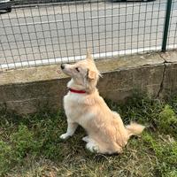 Cucciolo di cane meticcio