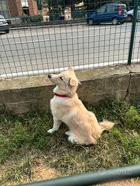 Cucciolo di cane meticcio
