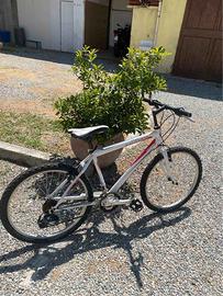 bici mountain bike Coppi