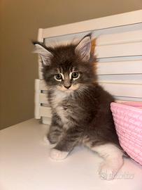 Maine coon femmina