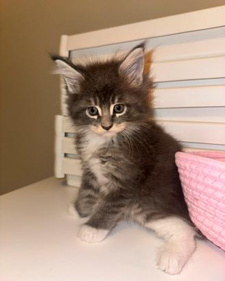 Maine coon femmina