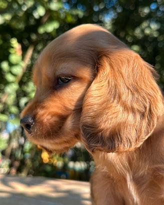 Cocker spaniel cuccioli