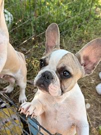 Bulldog francese