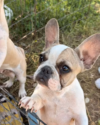 Bulldog francese