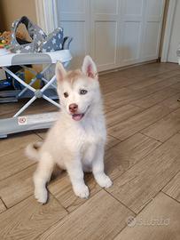 Siberiano husky