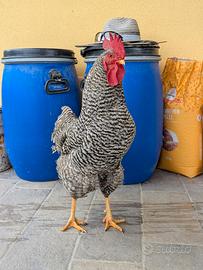 Gallo Amrocks