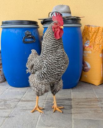 Gallo Amrocks