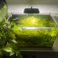 Acquario allestito Bonsai