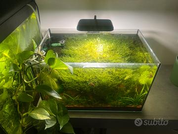 Acquario allestito Bonsai