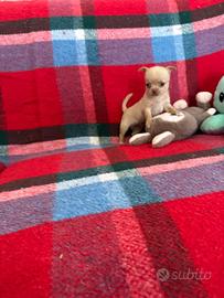 Chihuhua mini toy