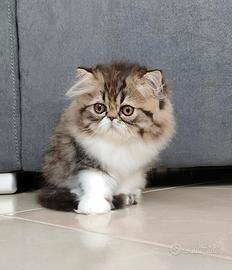 Persiano cucciolo con Pedigree Anfi