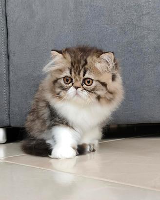 Persiano cucciolo con Pedigree Anfi
