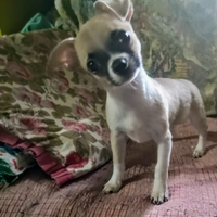 Cucciola Chihuahua super piccola di 5 mesi