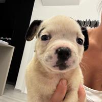 Disponibili bulldog francesi