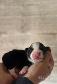 Cucciolo pedigree pastore australiano