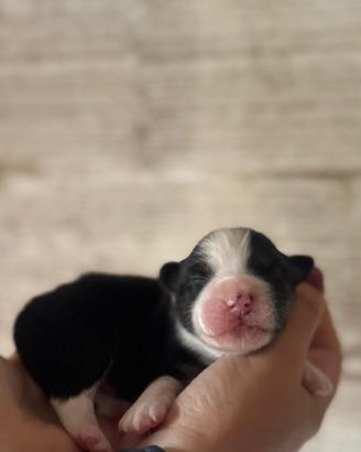 Cucciolo pedigree pastore australiano