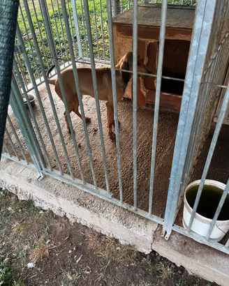 Segugio italiano