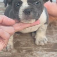 American bully