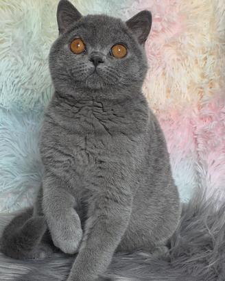 British shorthair
