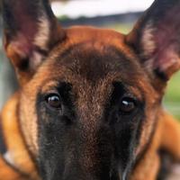 Pastore Belga (Malinois)