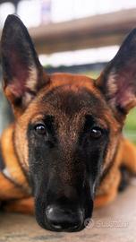 Pastore Belga (Malinois)