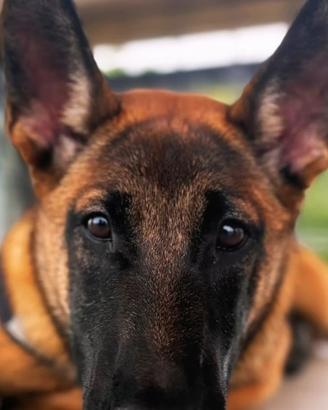 Pastore Belga (Malinois)