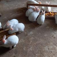 Conigli bianchi per allevamento familiare