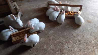 Conigli bianchi per allevamento familiare