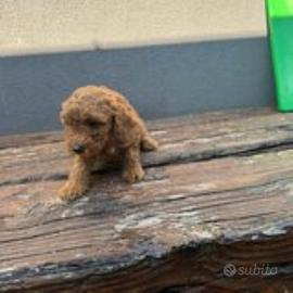 Barboncino taglia mini toy