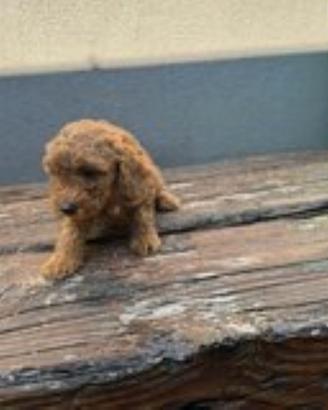 Barboncino taglia mini toy