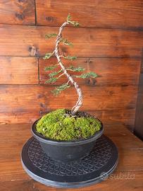 Bonsai di cipresso. Visita il profilo