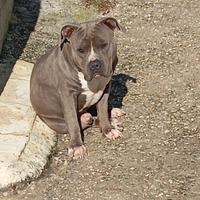 American bully