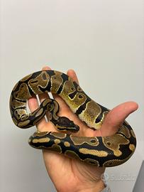 Serpente Pitone Reale