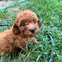 Privato vende barboncini