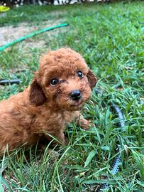 Privato vende barboncini